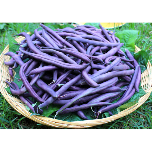 Beans