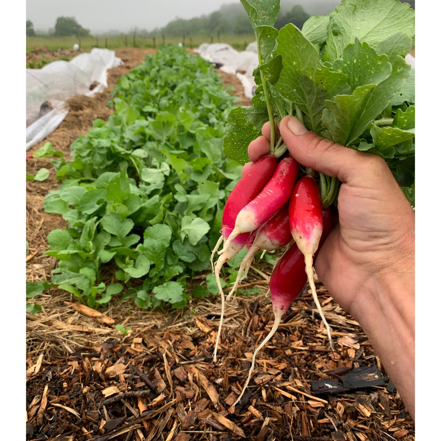 Radish