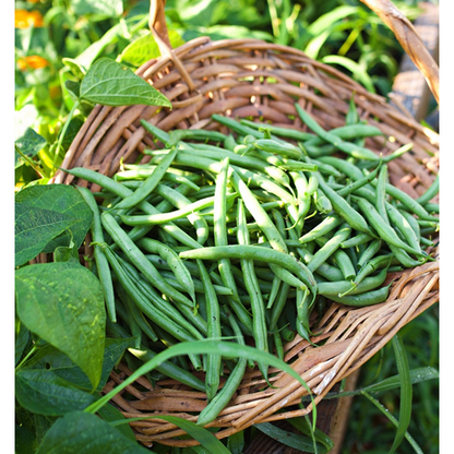 Beans