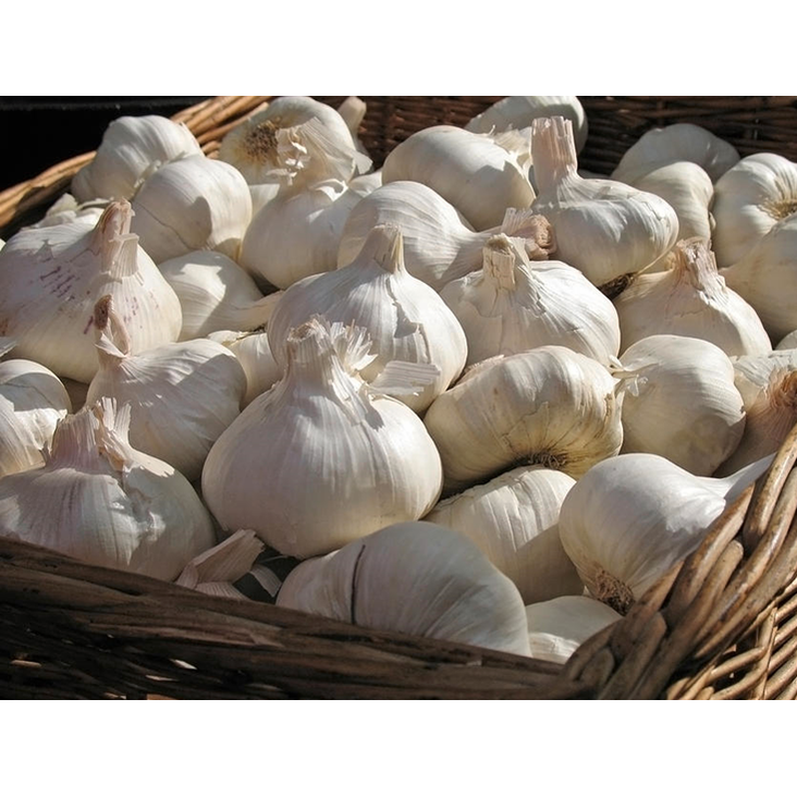 Garlic