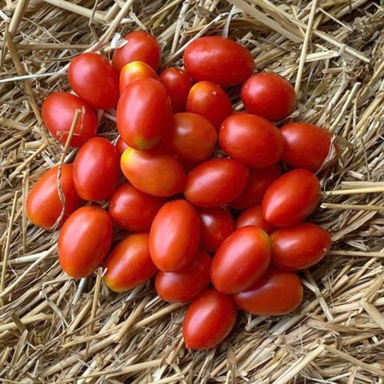 Grape Tomatoes