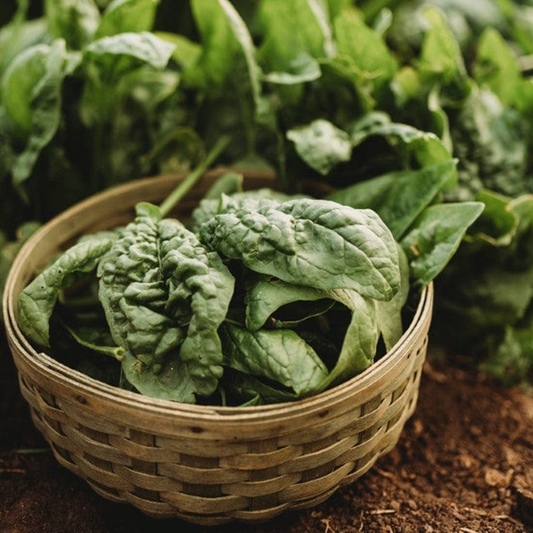 Spinach