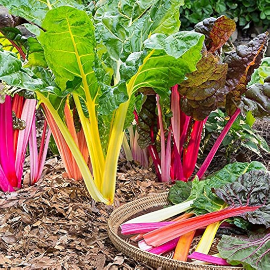 Swiss Chard