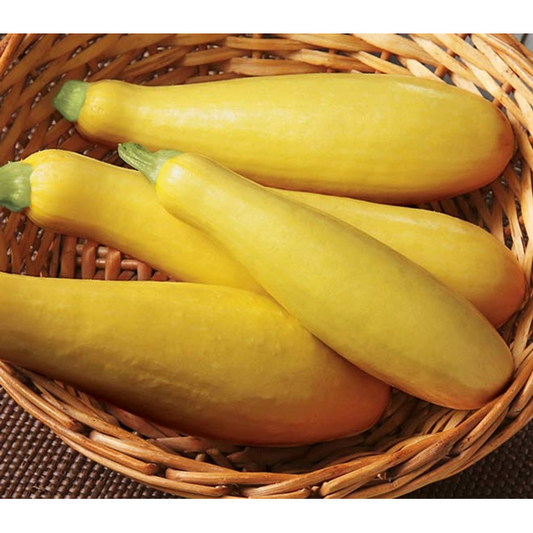 Yellow Squash