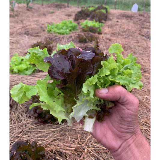 Lettuce Mix