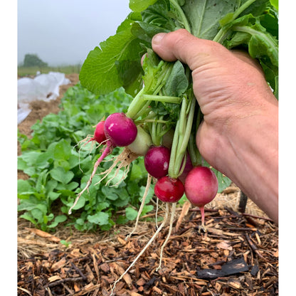 Radish