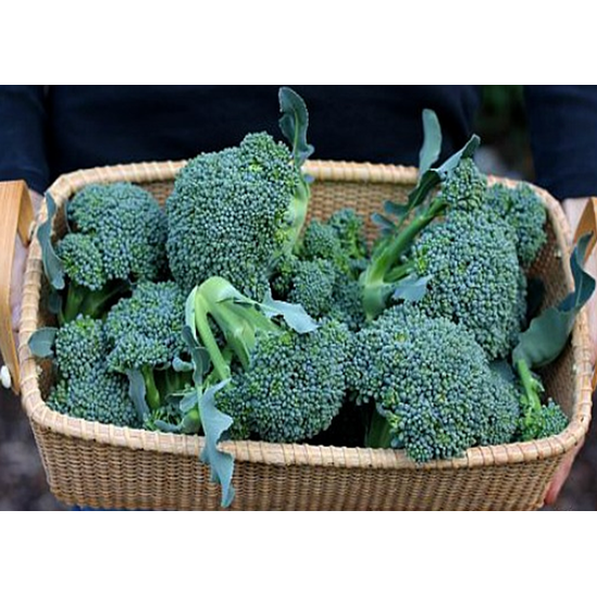 Broccoli