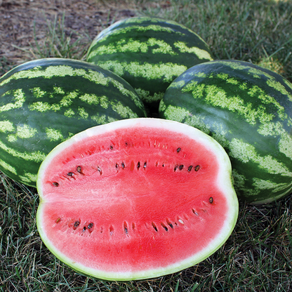 Watermelon