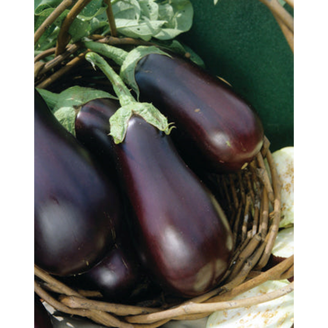 Eggplants